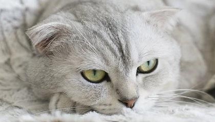 开yun官网-新季转会市场火热，各队补强阵容，2021夏季转会市场最新动态